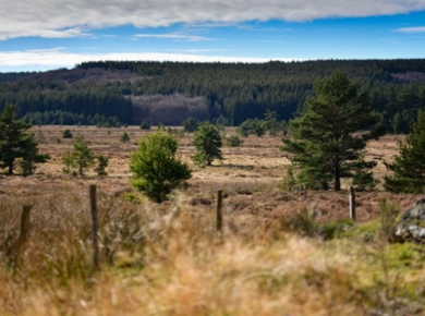 Communs fonciers, forêts et eau : quelles gouvernances ?